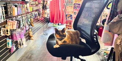 Medusas Adult Boutique